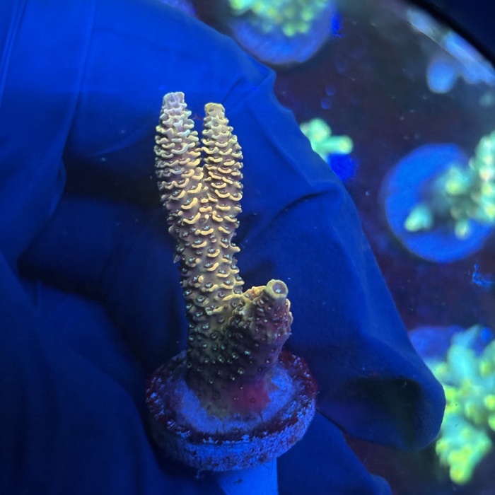 KLİMA GERGİ BİLYASI E30-M42